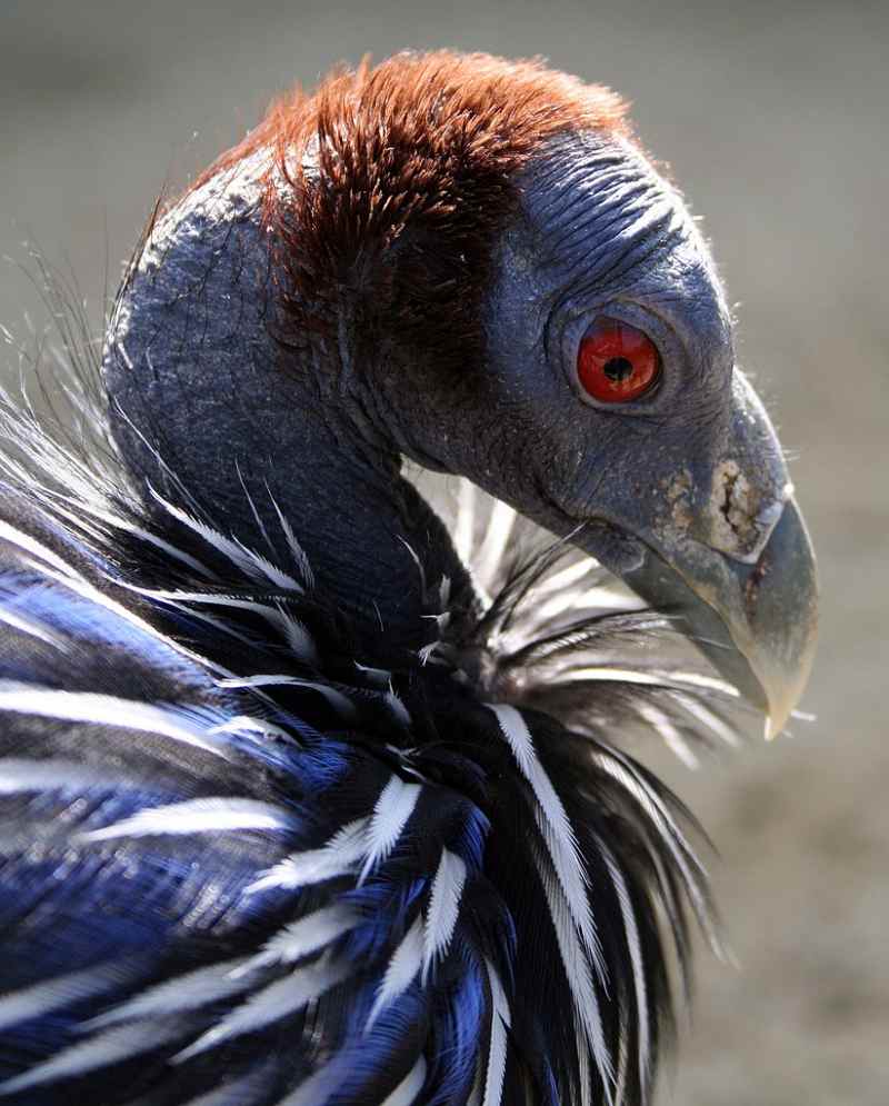 Die prachtvollsten, schönsten und ungewöhnlichsten Vögel der Welt – Vogelbilder Galerie [+Videos] 26