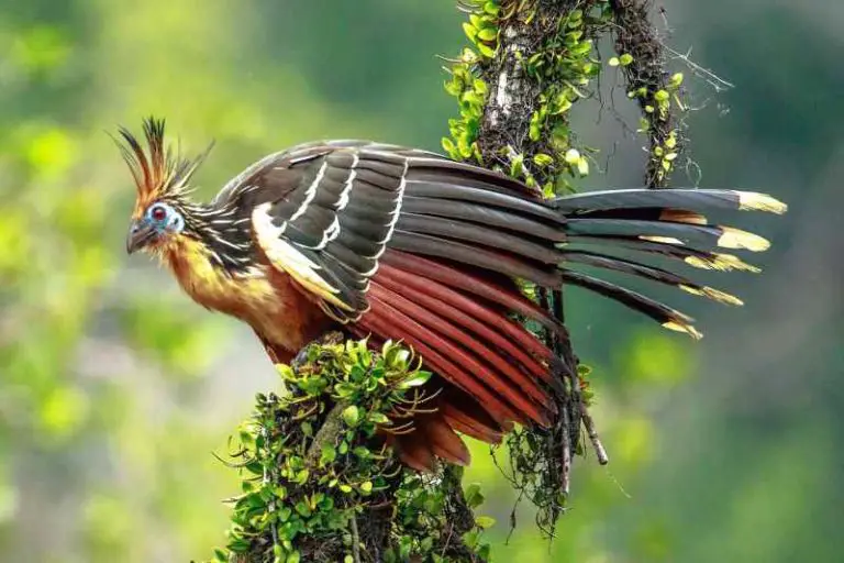 Die Prachtvollsten Schönsten Und Ungewöhnlichsten Vögel Der Welt