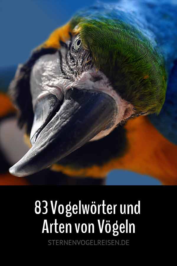 83 Vogelwörter und Arten von Vögeln